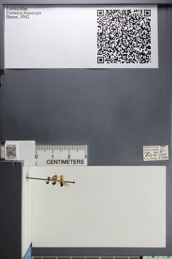 Media type: image;   Entomology 550714
